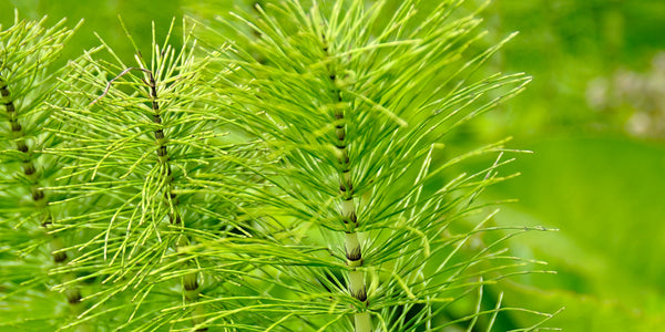 Horsetail Benefits for Skin