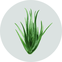 aloe