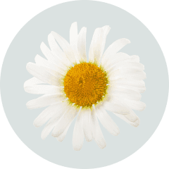 chamomile