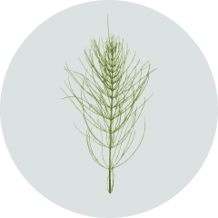 horsetail